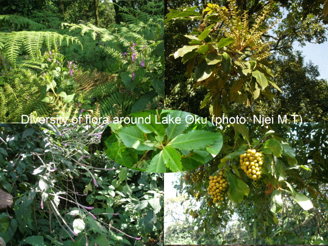 Forest around Lake Oku, Cameroon.Flora Diversity